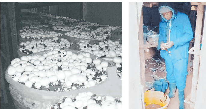 Inside largest mushroom farm in Kiambu harvesting up to 40 kilos daily