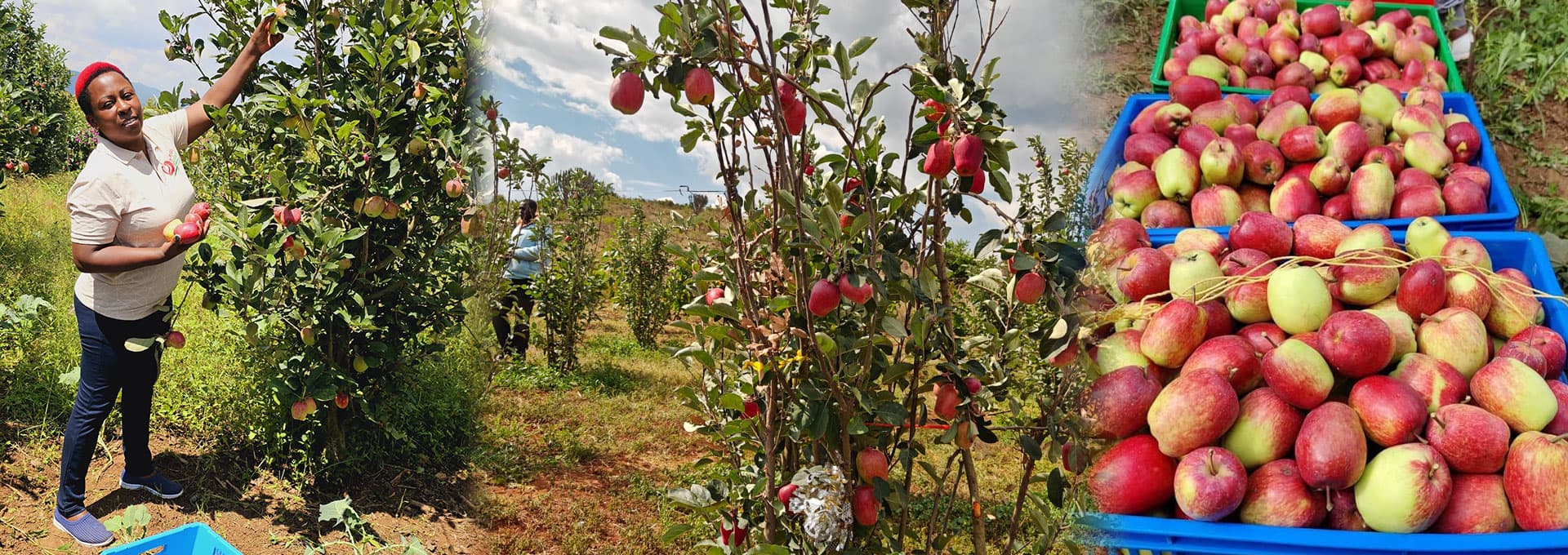 Cate Wambugu: Amount of money you will make if you invest in apple farming today