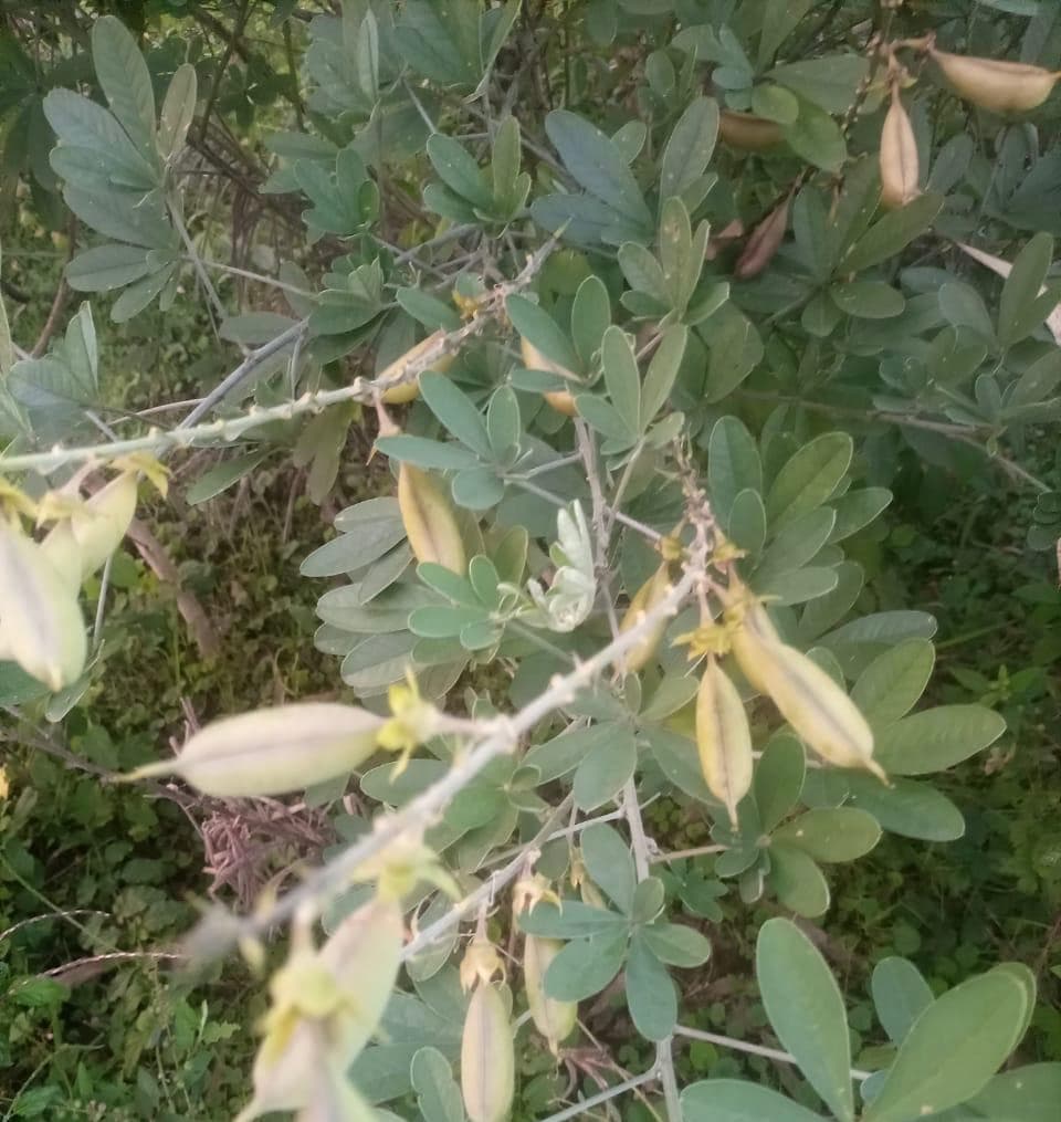 Farmer doubles income by growing chipilin weed as crop