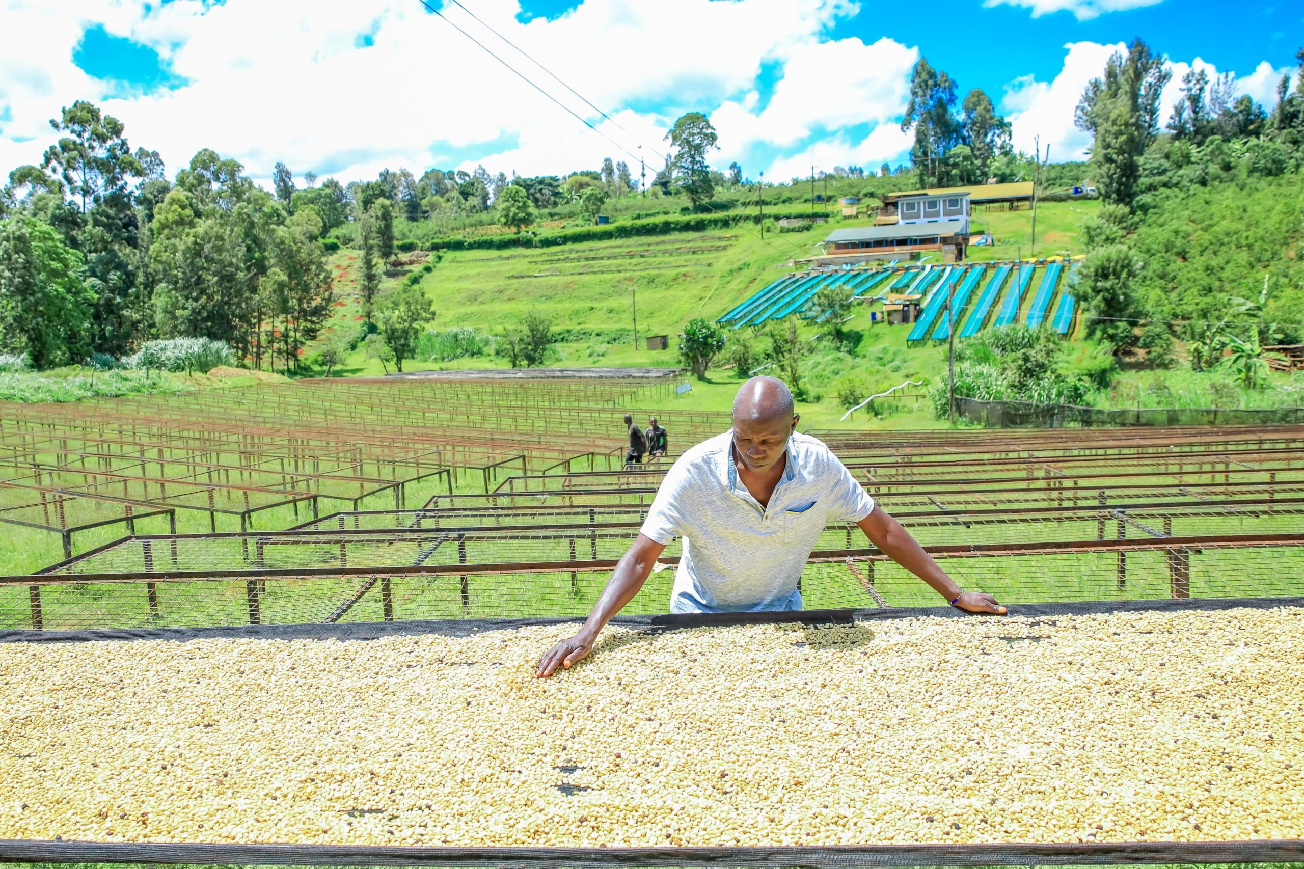 Kirinyaga coffee payout hits Ksh 7.4B as Waiguru pledges more support