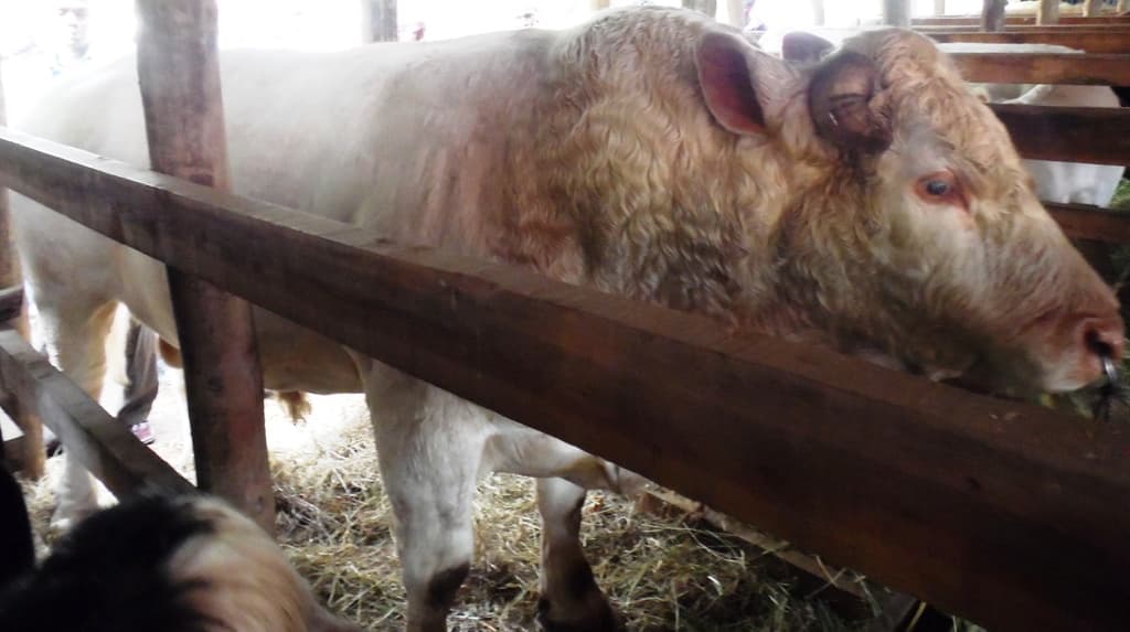 Beef charolais calf earns more than dairy cattle per year