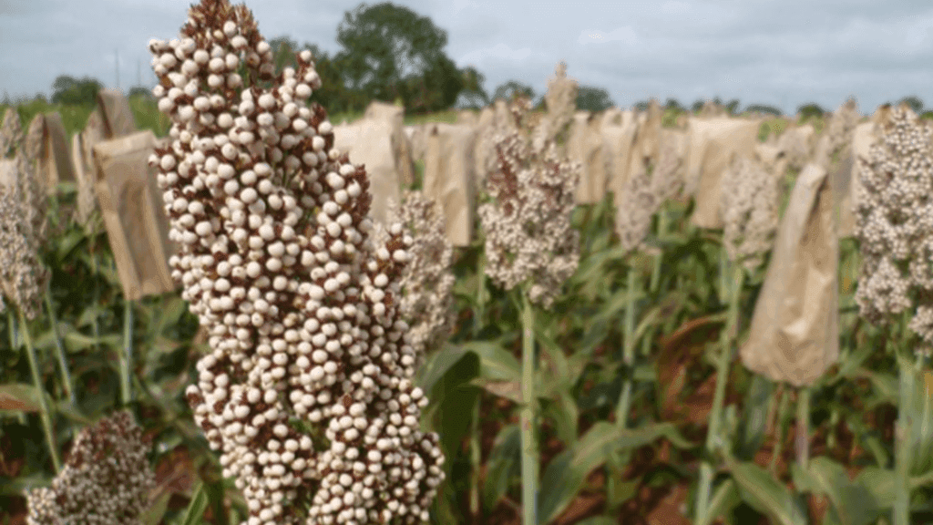 Sorghum farmer raises yield 50% with hybrid