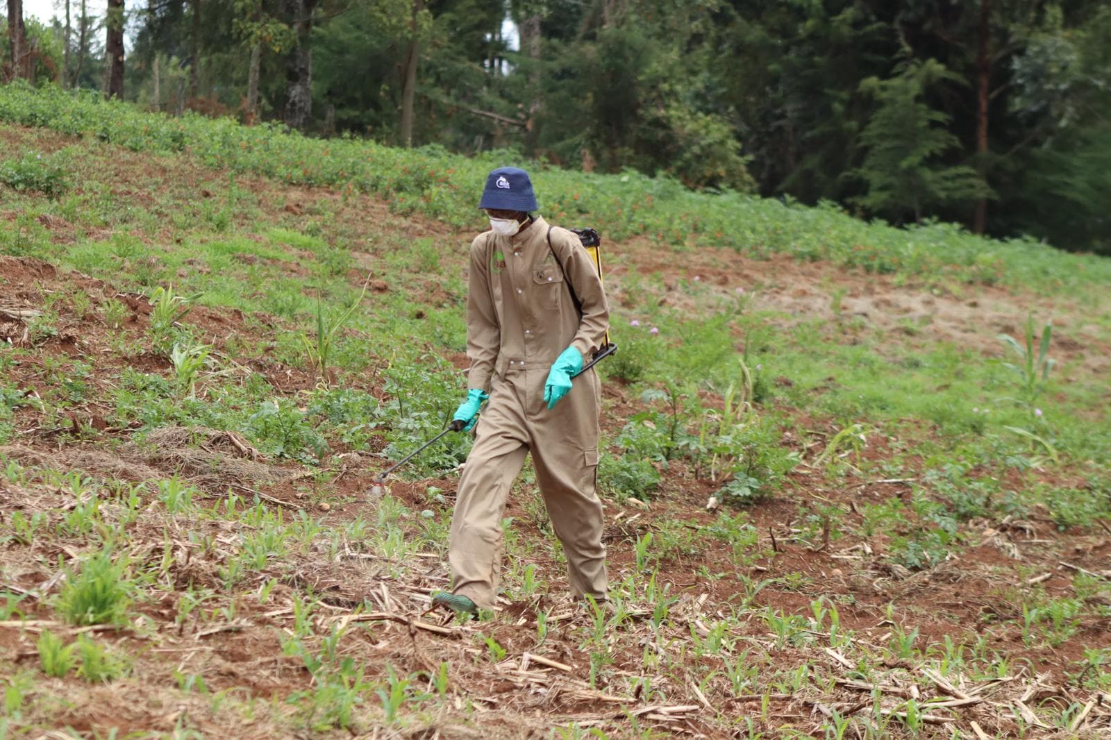 Sh100 service targets over ¼ of Kenyan farmers falling ill on pesticide misuse