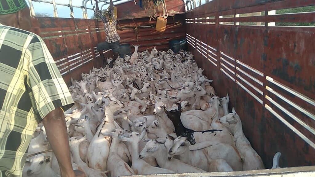 Jail term for farmers transporting unvaccinated animals