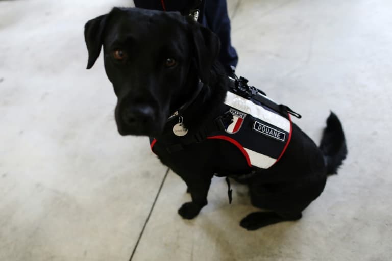 Dogs face a new routine as children return to school