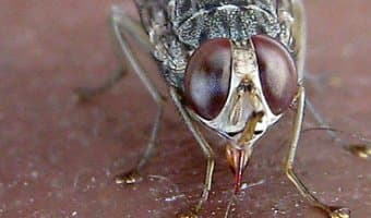 Scientists close in on eliminating deadly tsetse fly