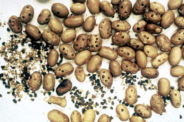 How to control bruchids in beans without use of pesticides