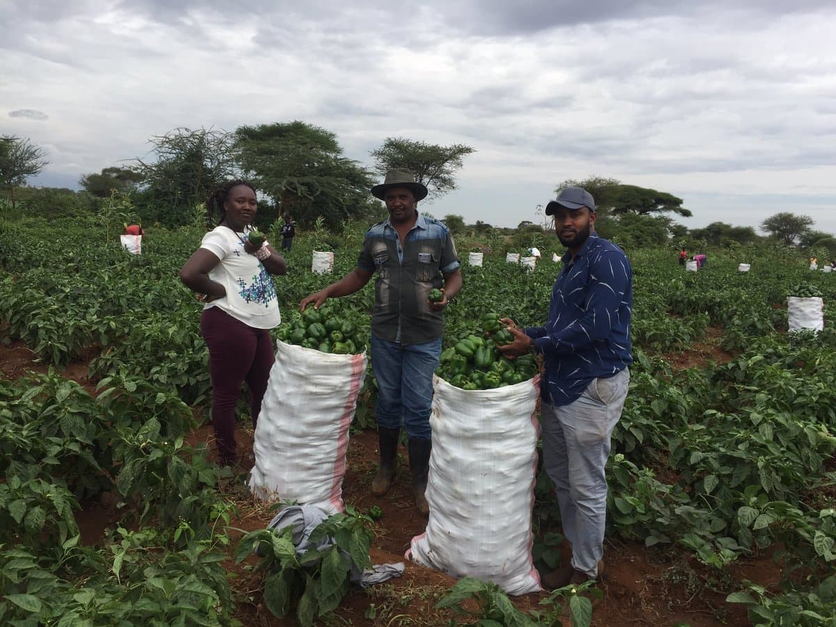 Embu County secures export market for farmers’ tomatoes, onions, capsicum, cabbages, potatoes, chillies, cucumbers and passion among other fruits