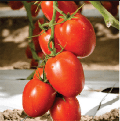 New tomato hybrid may cut harvest losses by 31 per cent