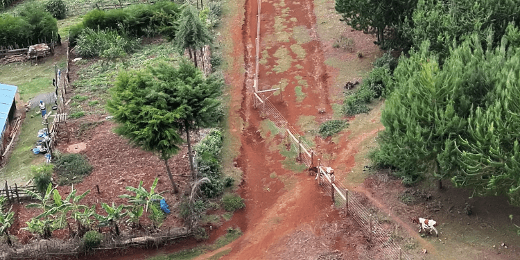 Unique Kaptagat Forest Fence Has Small Livestock Gates for Grazing