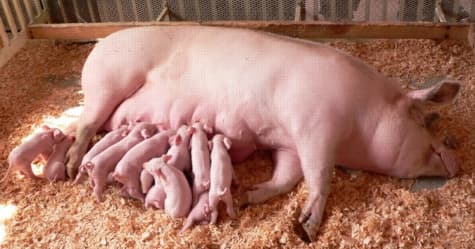 Piglet teeth clipping stops mastitis