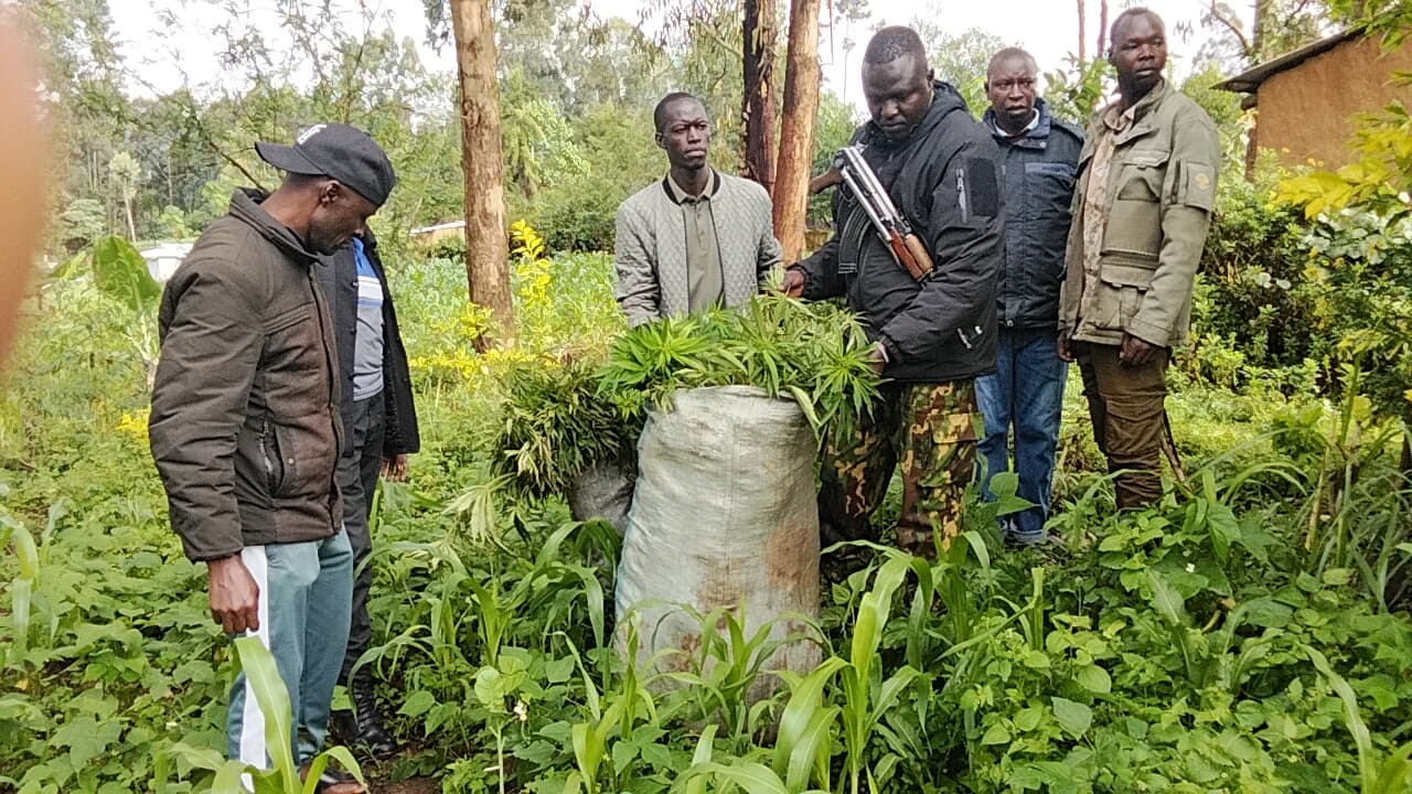 NACADA uproots two sacks of bhang in Trans Nzioa County, arrests suspect