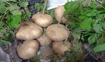Scientists breed nutritionally rich yam bean