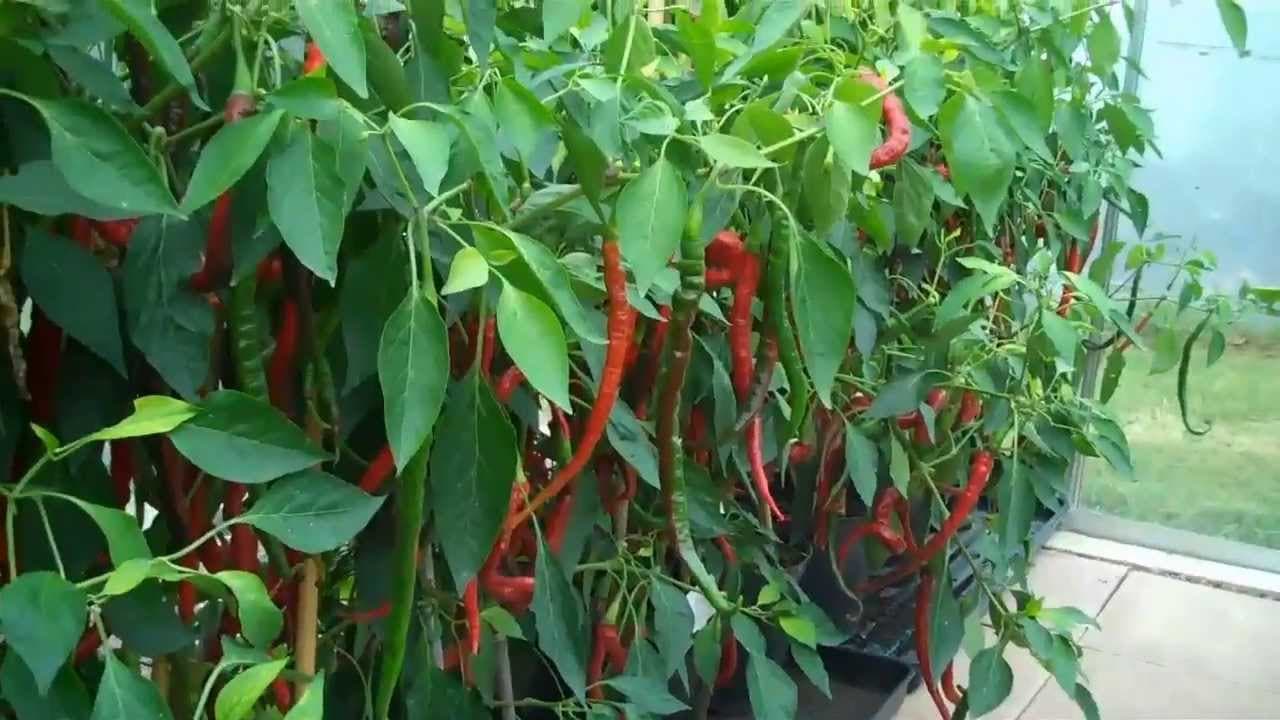Eldoret exporter urgently buying red chilli