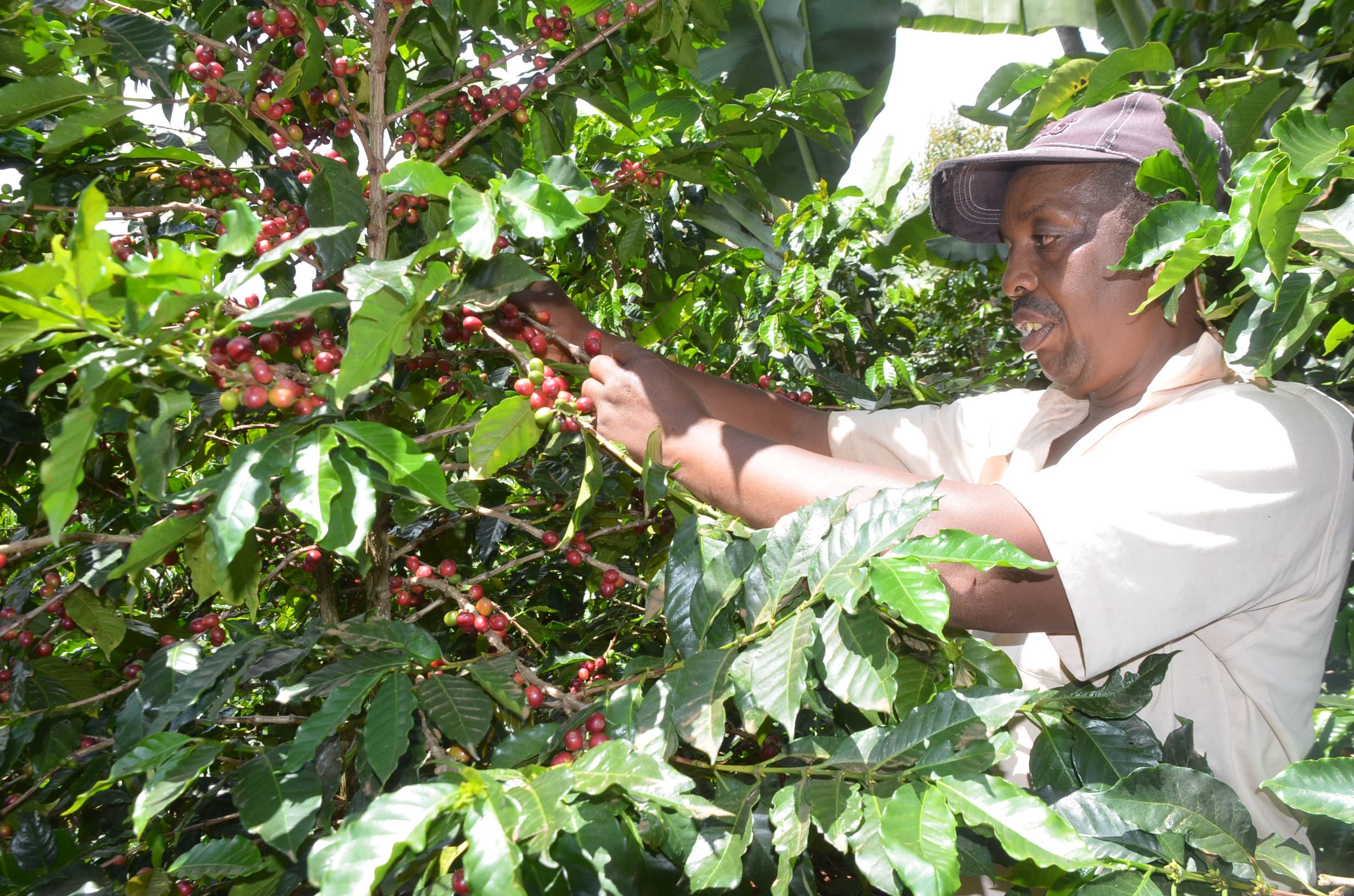 Coffee auction closes with Sh841m payout as new season begins