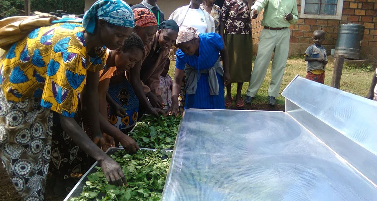 Varsity launches solar drier that preserves meat, maize, vegetables and fruits for up to one year