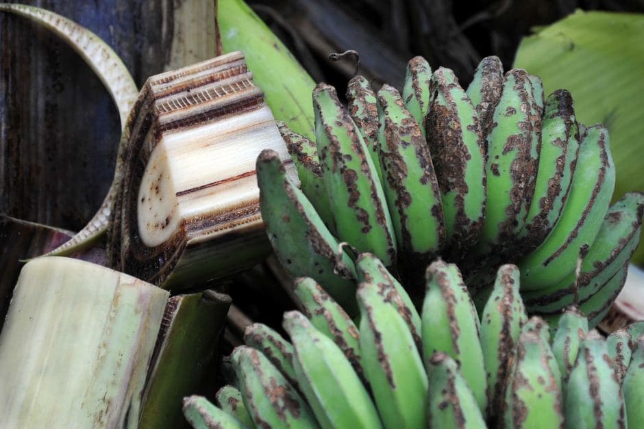 FAO sounds the alarm on world’s most destructive banana disease