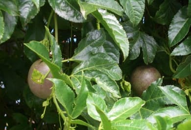 Passion opens international markets for farmer association
