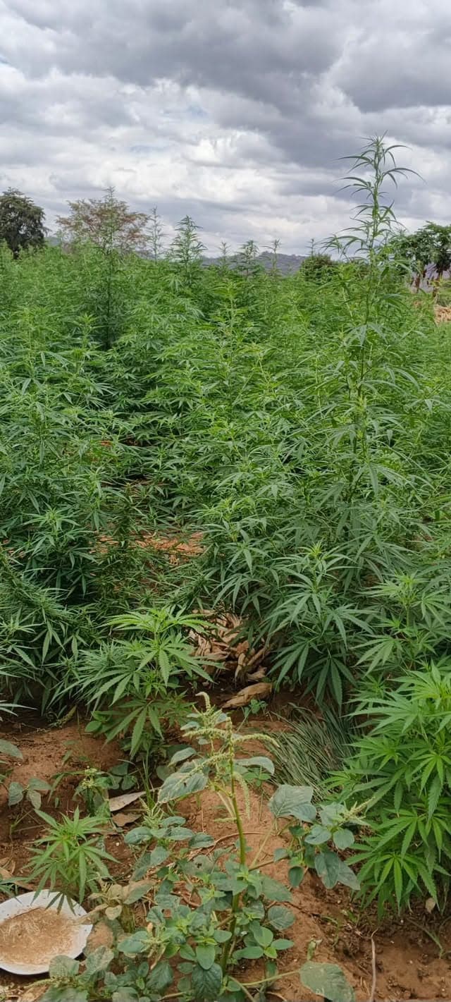 Sh60 Million Bhang Plantation Discovered in Mwingi
