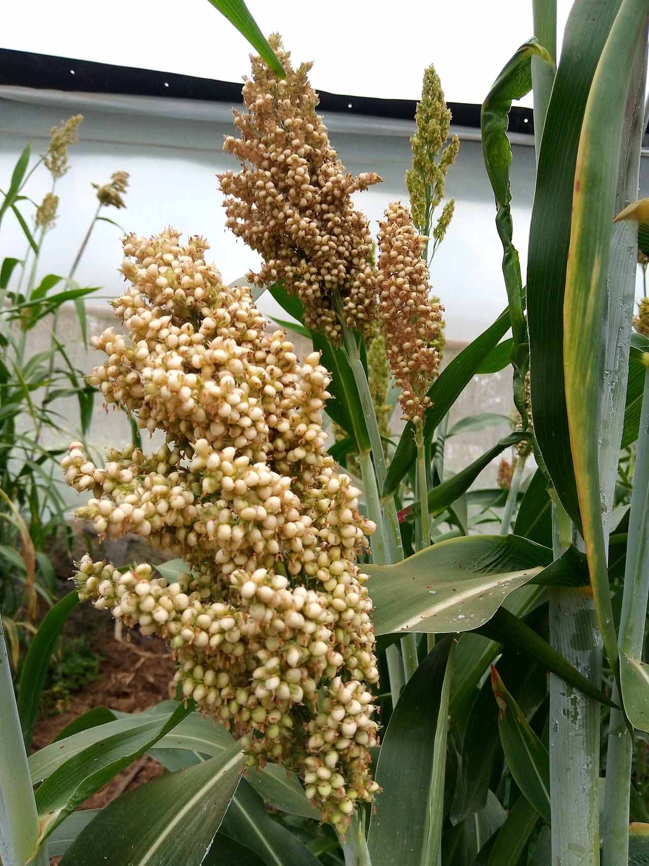 Egerton develops climate smart seeds