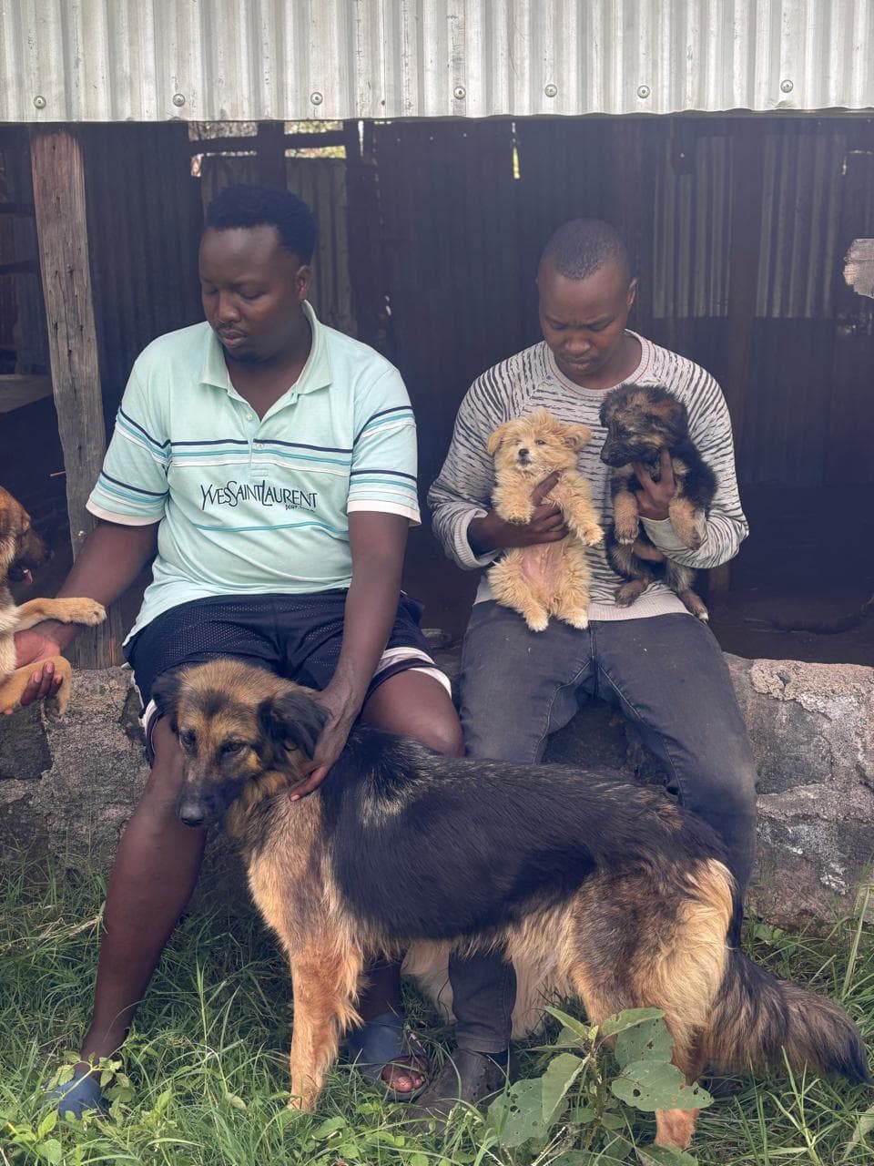 Kabarak farmer builds side hustle breeding sheep dogs