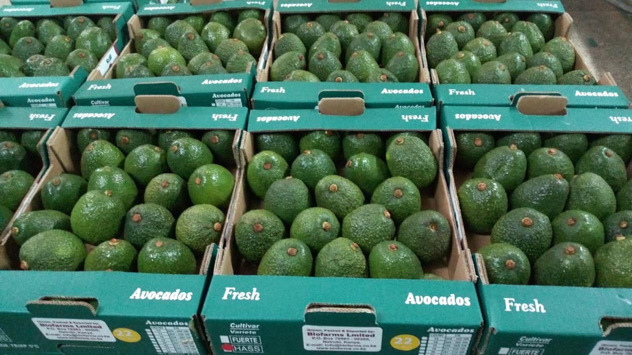 AFA Closes Avocado Harvesting Season for Sea Exports From October 30
