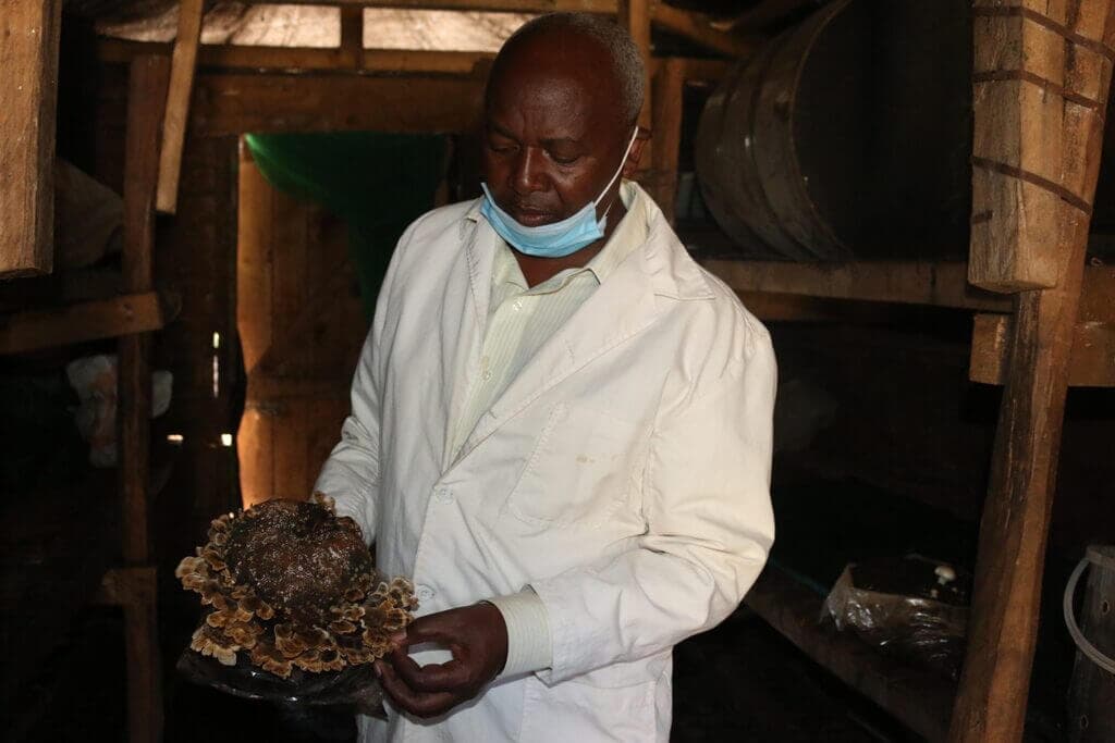 Kenyan mushroom yields are less than half normal levels, driving demand for mushroom courses