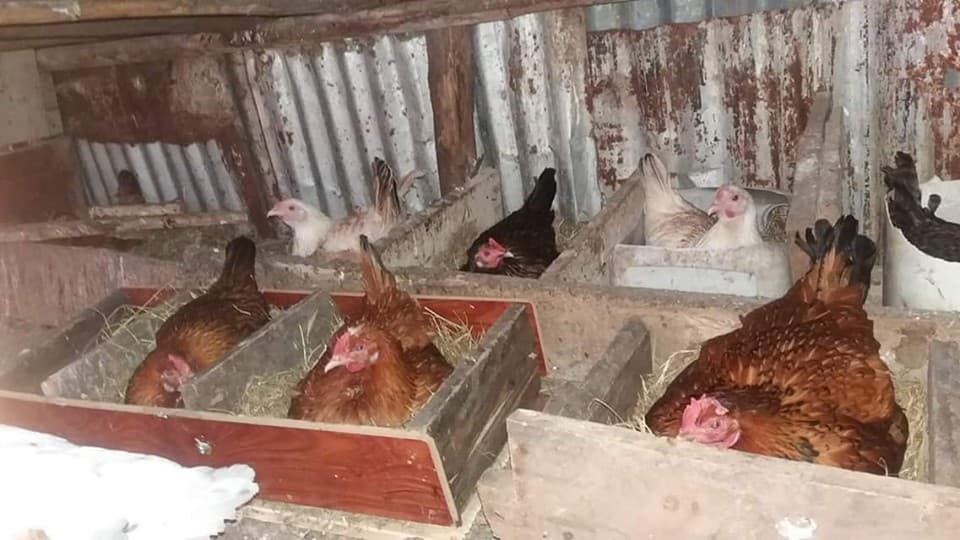 Achieving 300 chicks per year with 10 indigenous (kienyeji) chicken