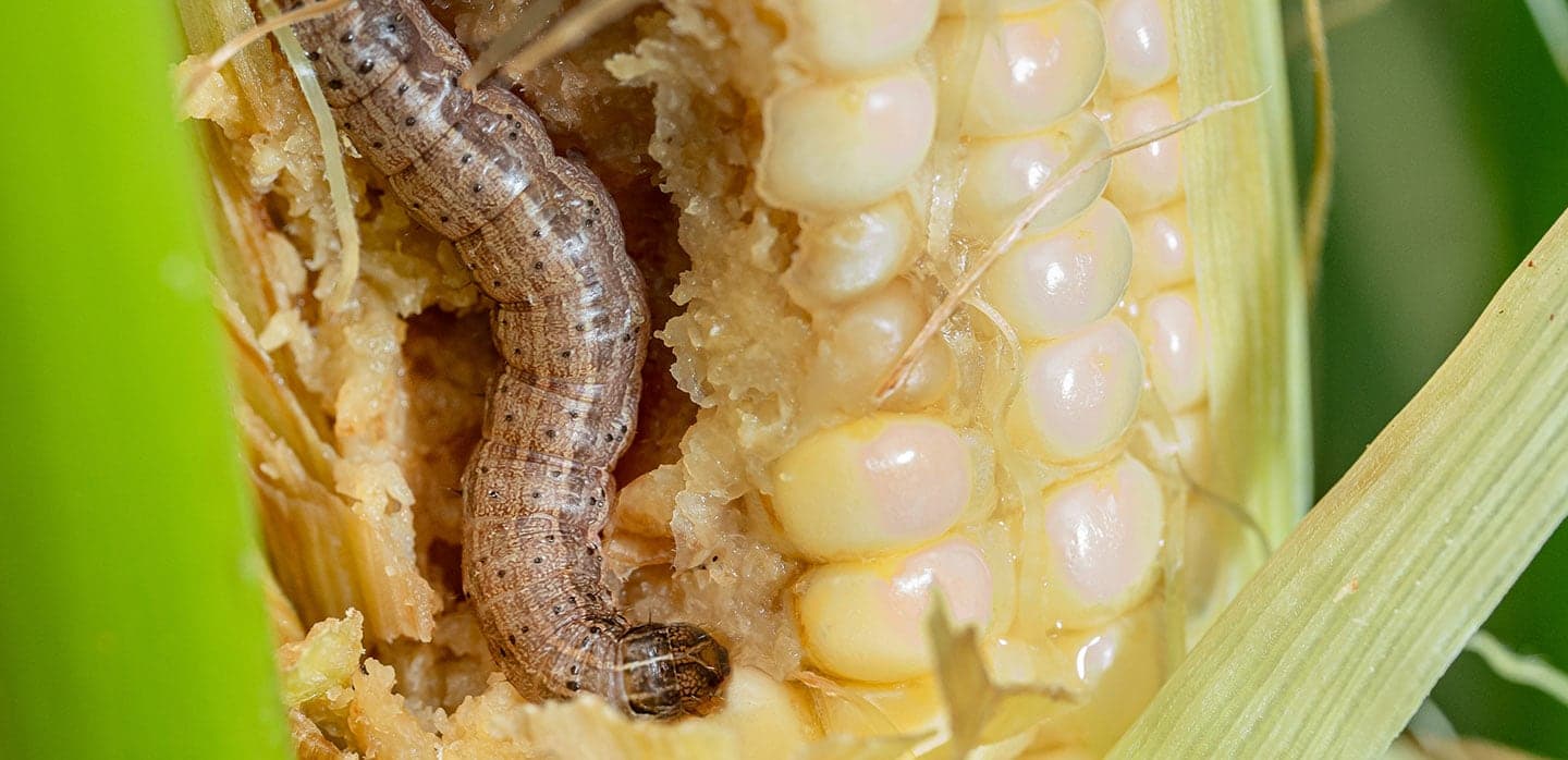 Manual on controlling deadly fall army worms