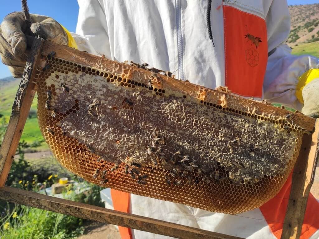 Livestock Bill chases bee farmers: register or jail