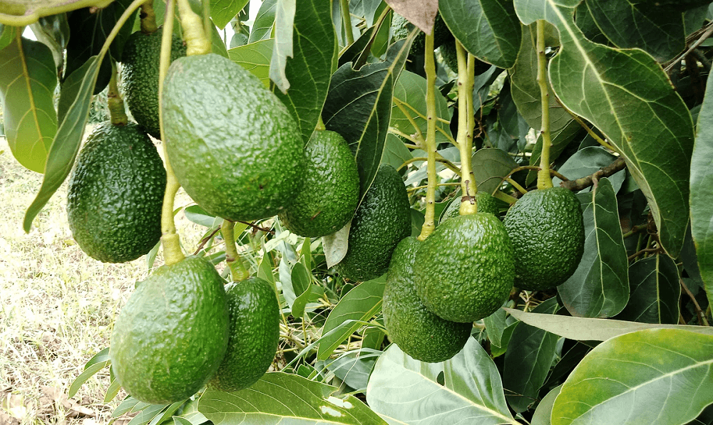Avocado Farmers Face Stricter Requirements from Importers
