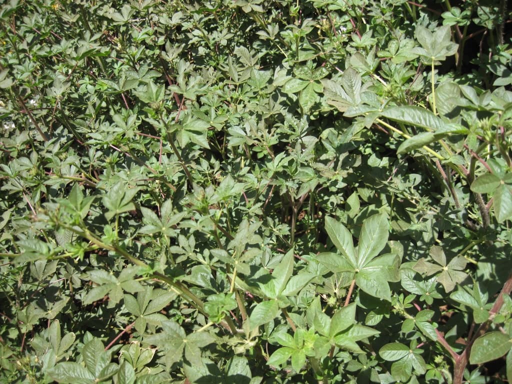 Programme to promote indigenous vegetables gaining momentum