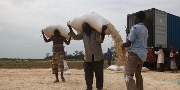 Newly launched maize flour maker buying maize from Busia farmers