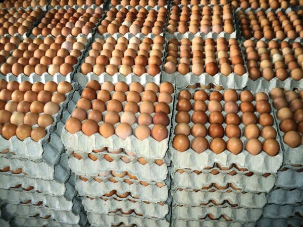 Eggs move to short supply after culls of hens by farmers during Covid lockdown
