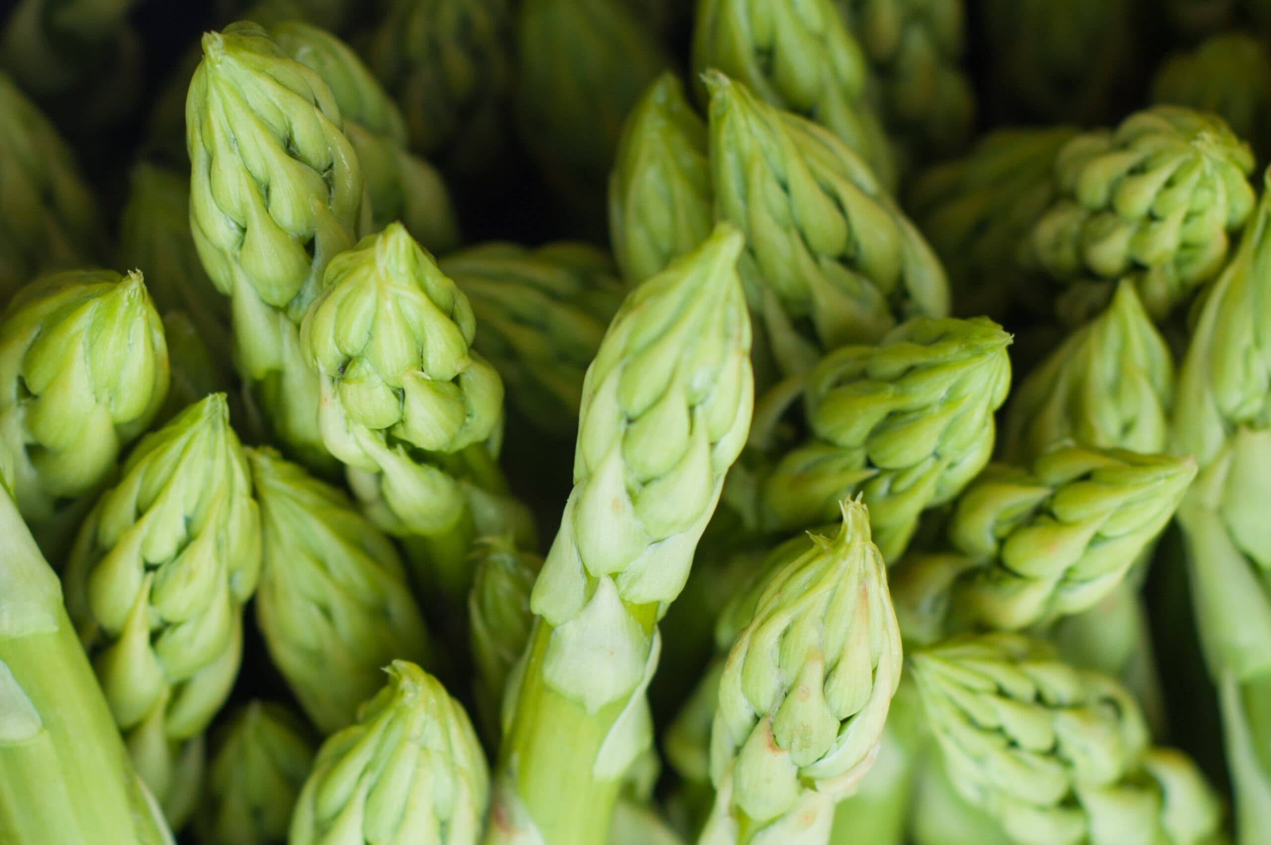 Ngong farmer discovers asparagus, vows not to plant anything else