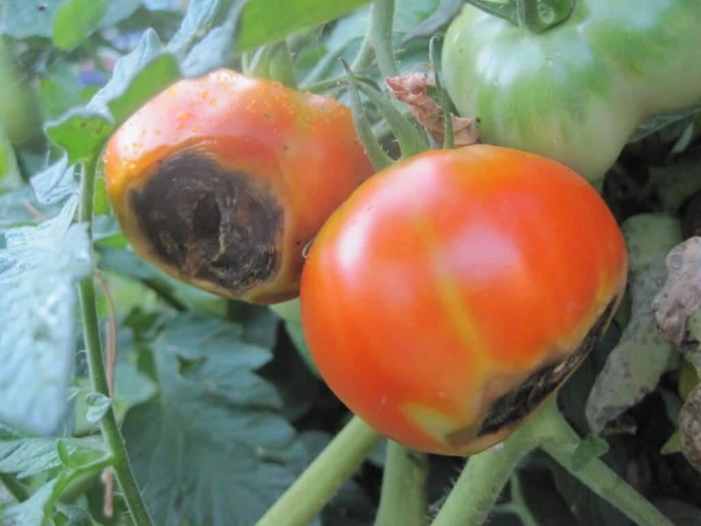 Adding crushed egg shells to the soil and watering thrice a week controls blossom end rot in tomatoes