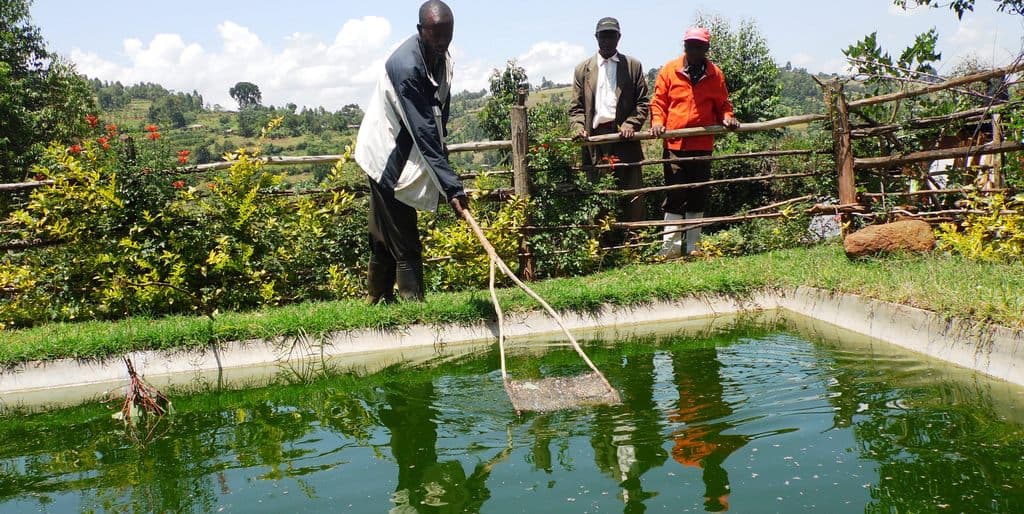 Nyeri farmers adopt cage fish farming from fellows living at the shores of Lake Victoria