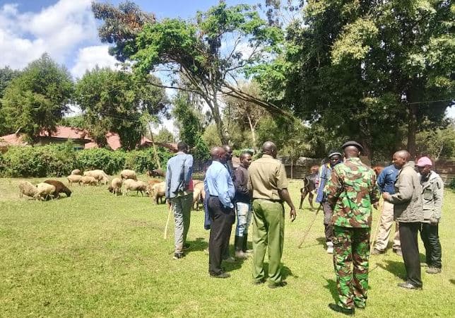 Police recover stolen livestock as stock theft suspect flees capture