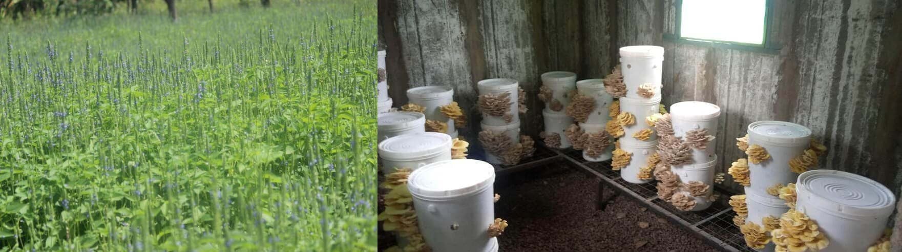Global universities launch 3-for-1 all-year crops in Kenya, complete with crop buyers