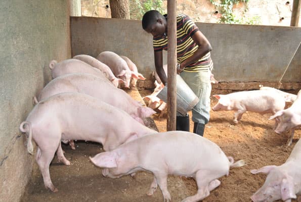 Kakamega farmer earns big from pig rearing after abandoning cane and maize farming