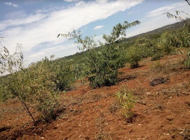 Businessman recruiting farmers to grow bamboo and sisal