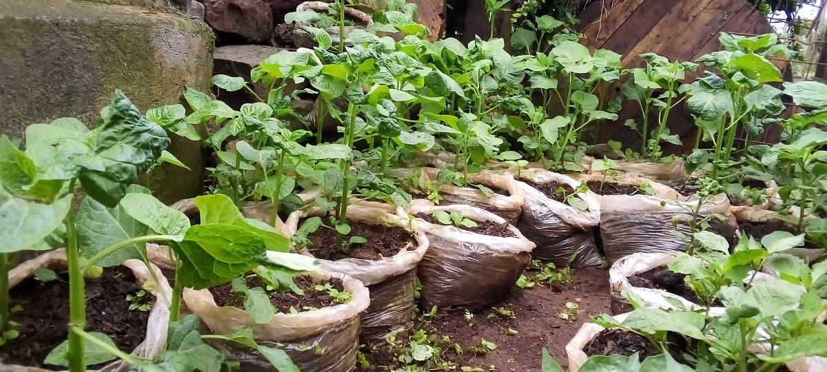 Limuru farmer banks in on Kenyans growing managu appetite
