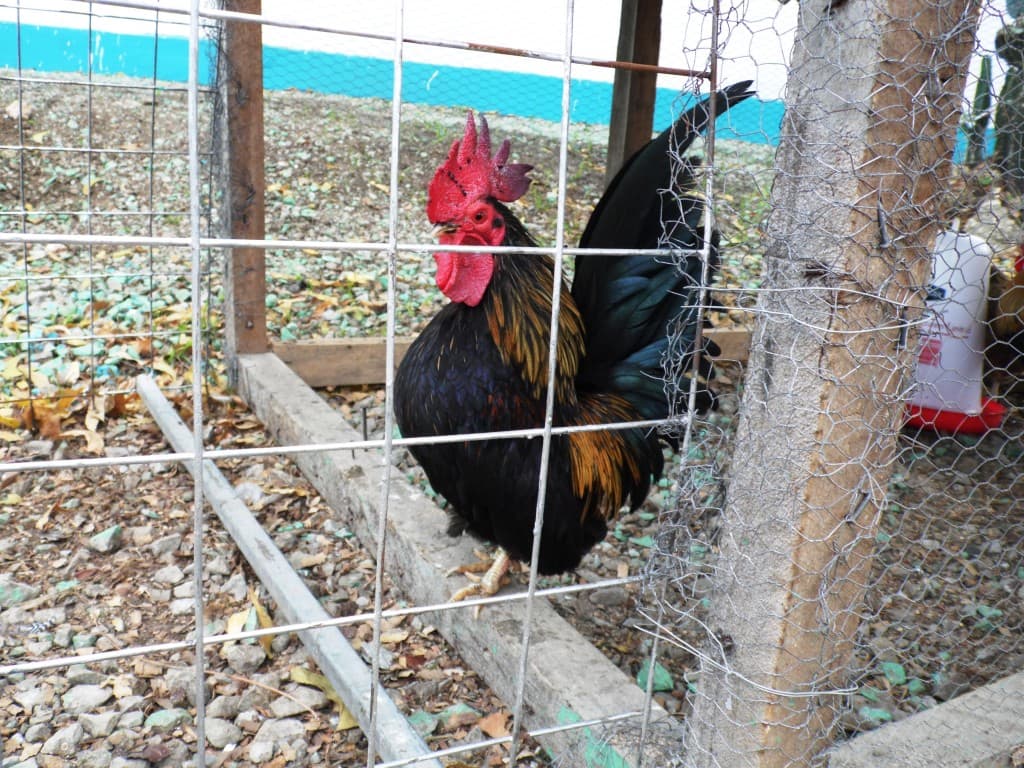 Bantams are cheap profitable birds to rear