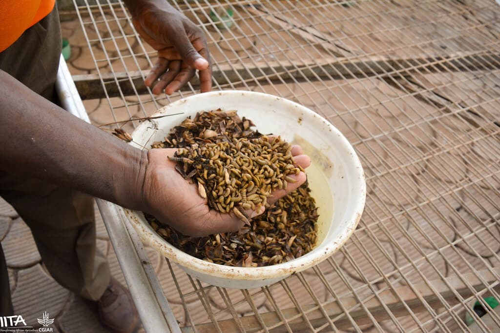 Siaya self-help group rears Black Soldier Flies as high-quality cost-cutting feed