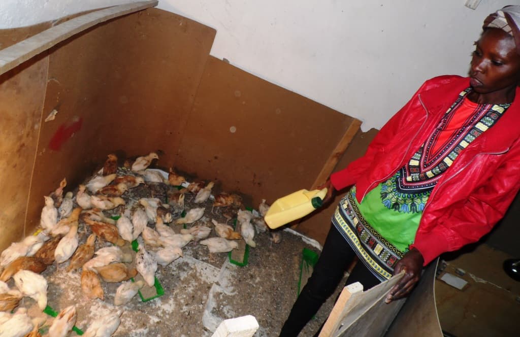 Month-old chicks more profitable than day old