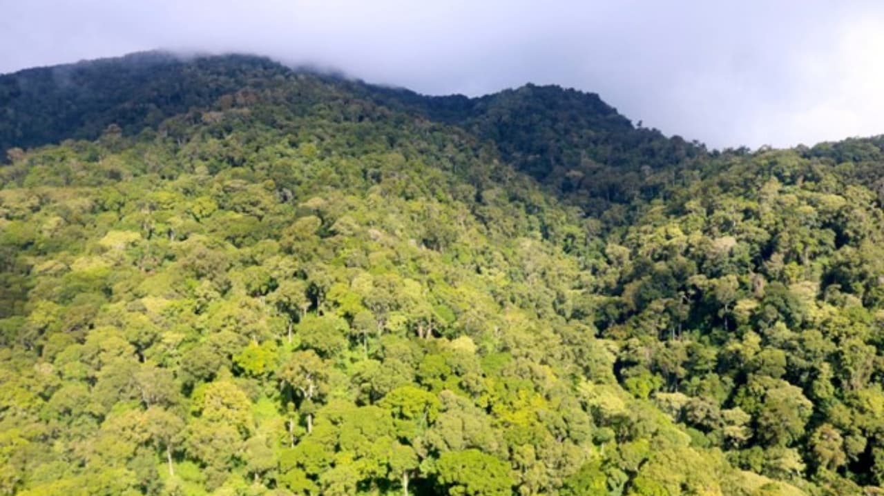 Only half of tropical forestland cleared for agriculture is put into use, study shows