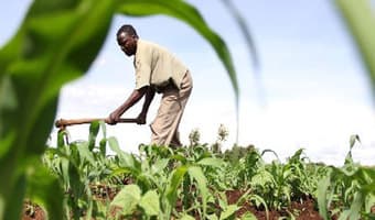 Kenyan budget targets new age farming with Sh59billion