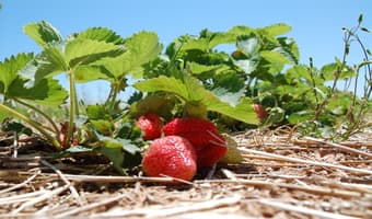 Strawberries and fish earn farmers Sh3million yearly