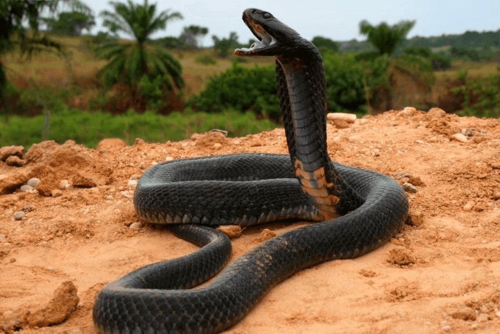 Farmbiz Africa’s guide to dangerous snakes in Kenya