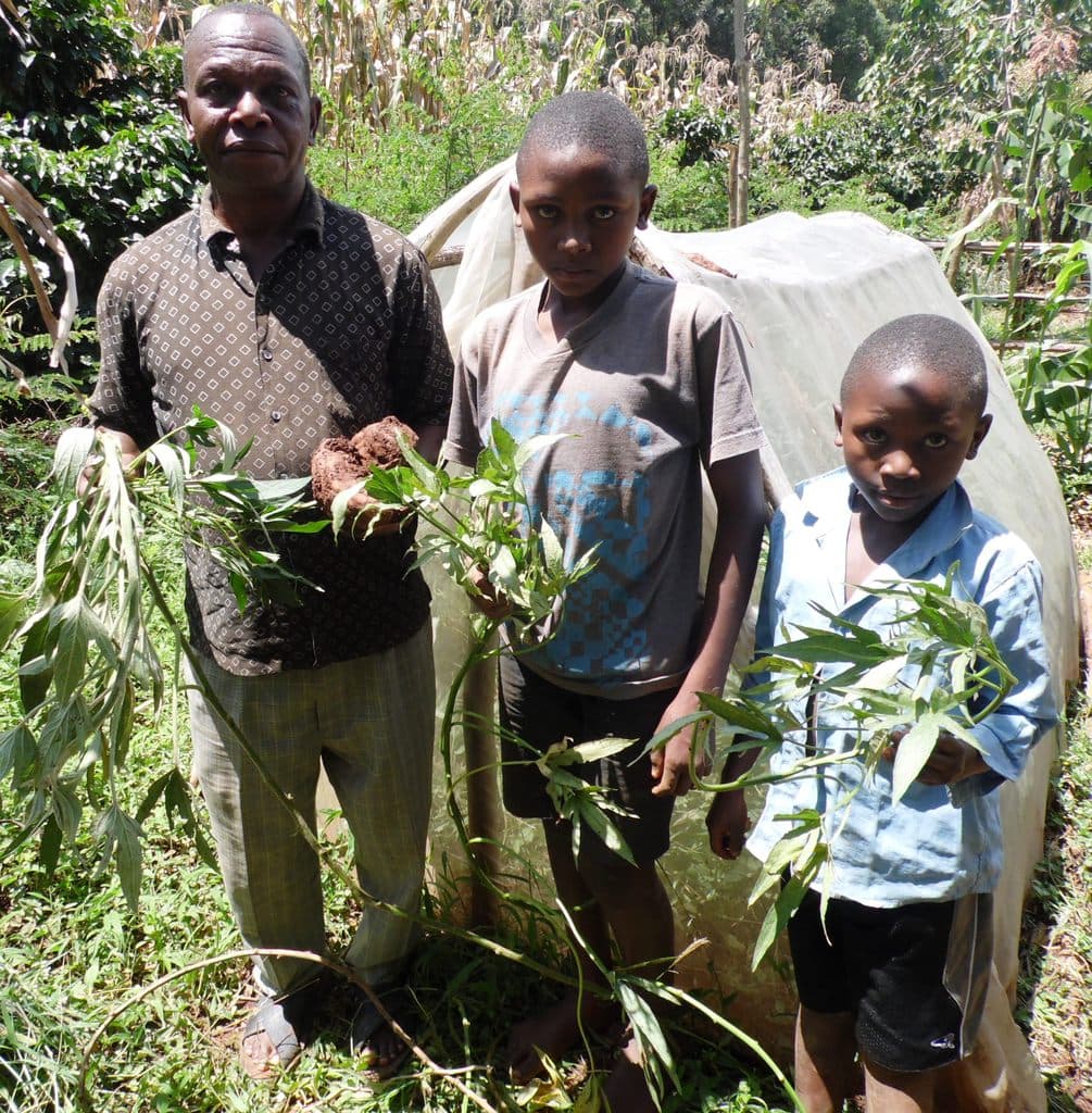 Farmer helping others get clean high yielding sweet potatoes